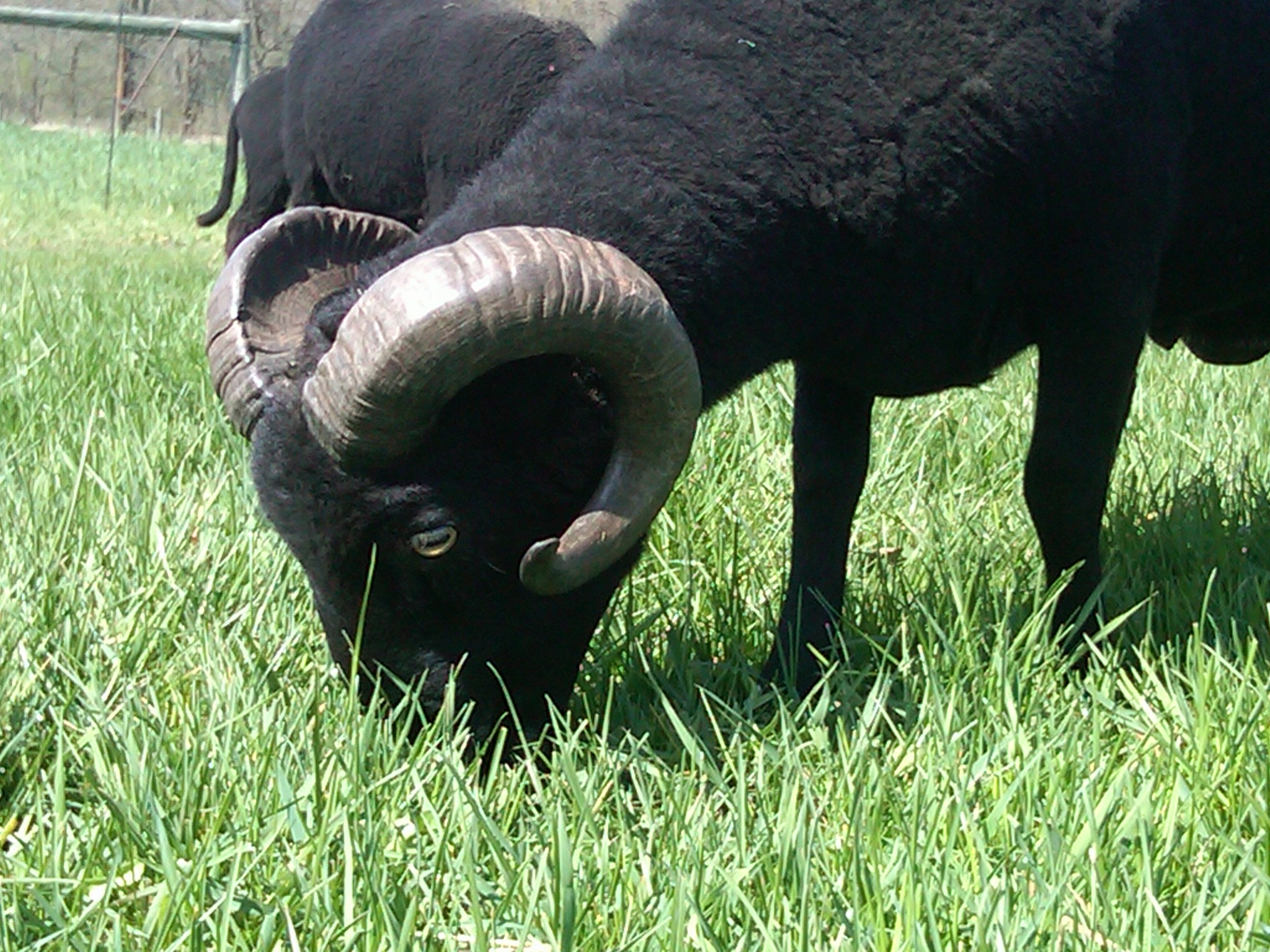 Black Welsh Mountain Sheep for Sale Chengwatana Farm